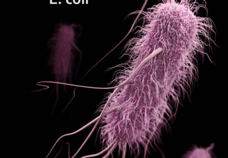 E. coli Lawsuit