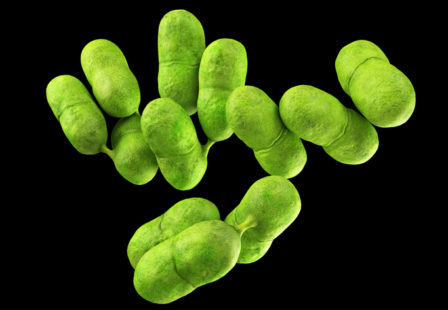 Listeria lawyer- Listeria bacteria