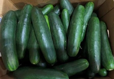 Cucumber Salmonella Recall, Outbreak